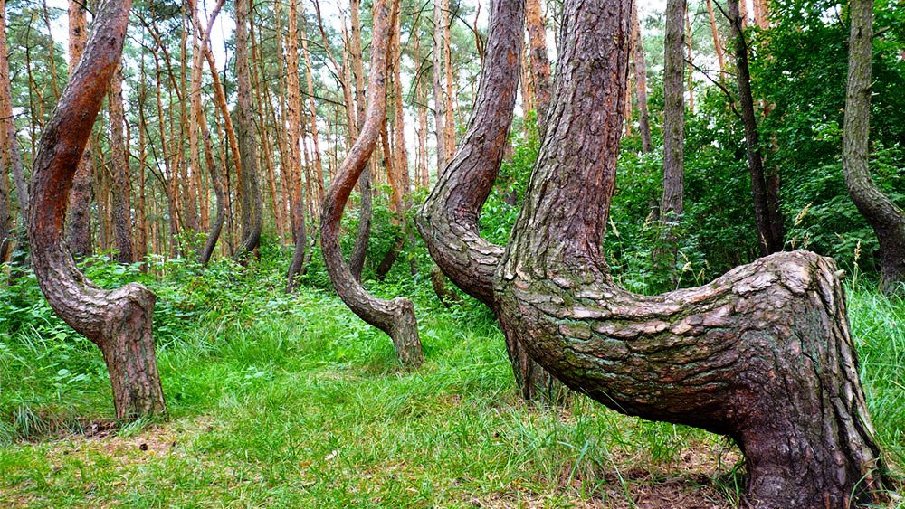 Crooked trees