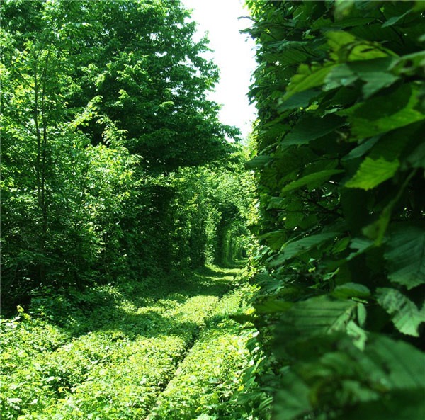 tunnel covered with leaves