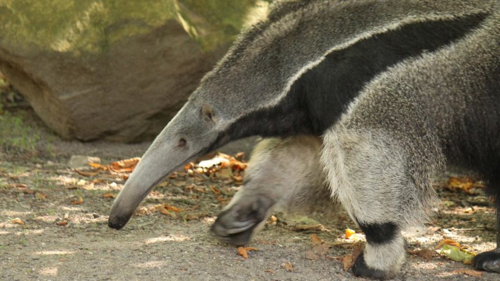 Anteater baby