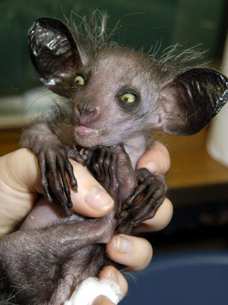 Aye Aye baby ugly animal