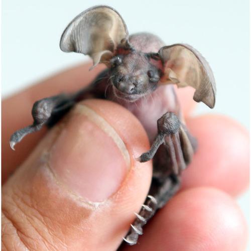 Baby Bat