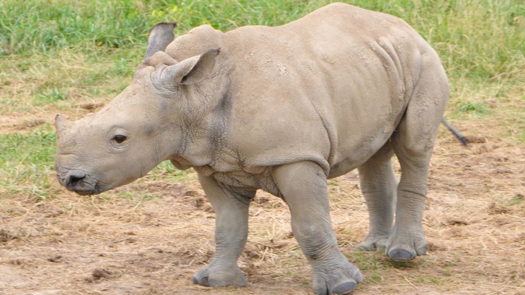 Baby Rhino
