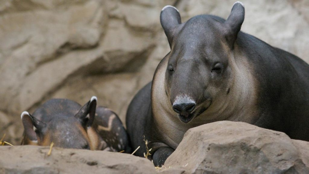 Bairds Tapir