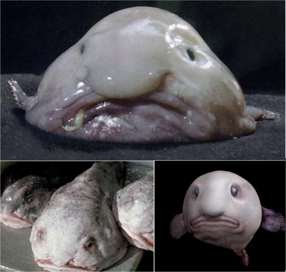 Blob Fish