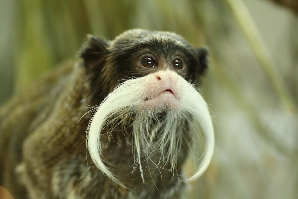 Emperor Tamarin Monkey ugly animal