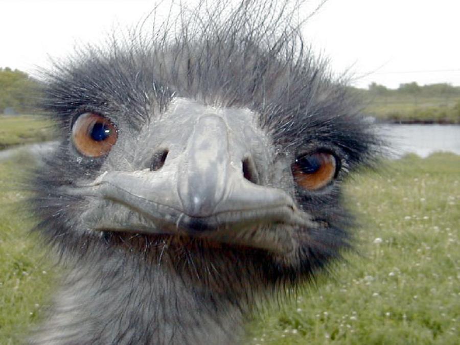 Emu baby ugly animal