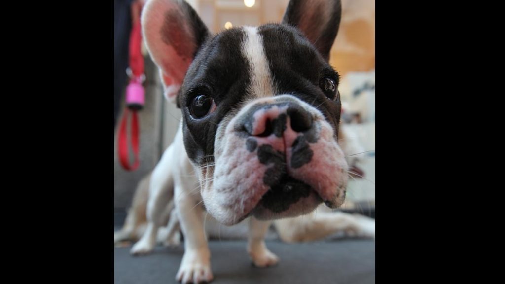 French Bulldog puppy