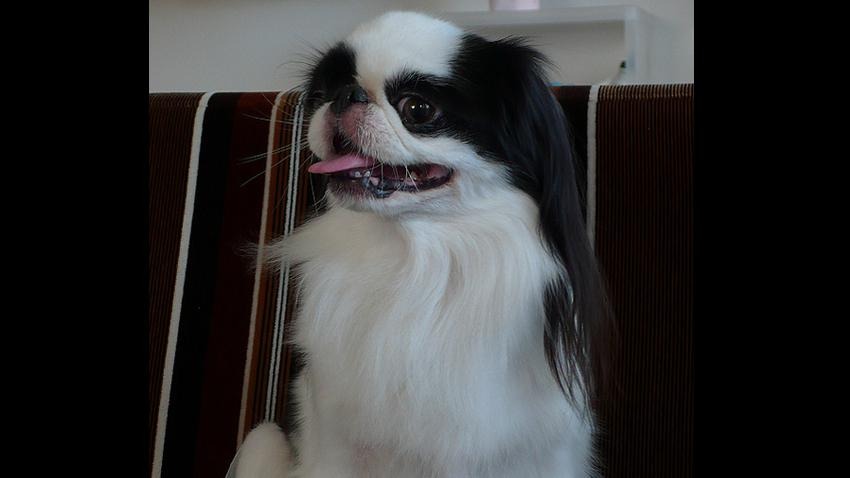 Japanese Chin Dog