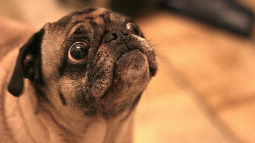 Pug