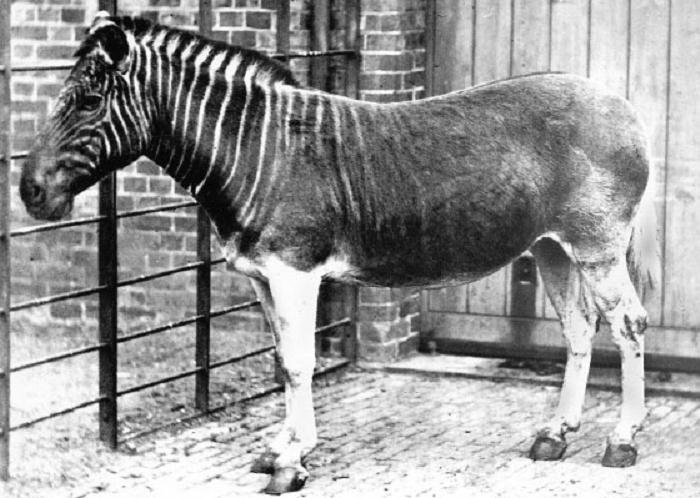 Quagga Extinct animals