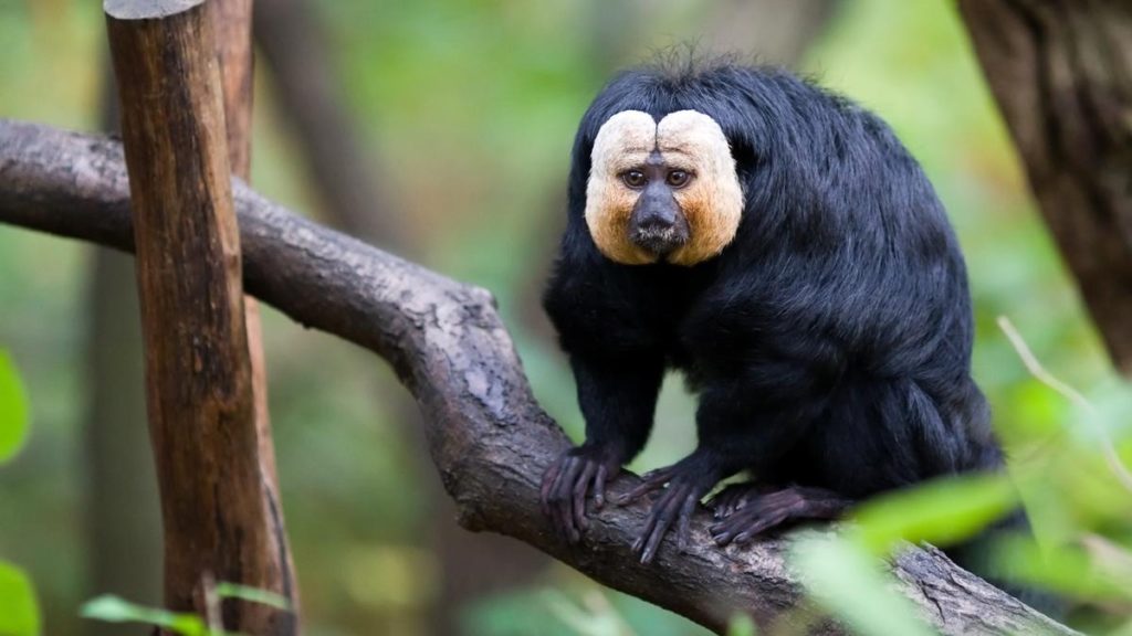Saki Monkey
