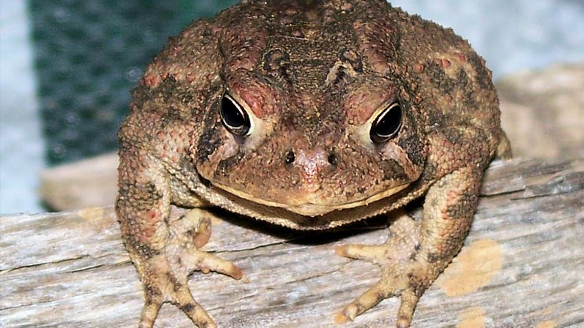 Toad baby
