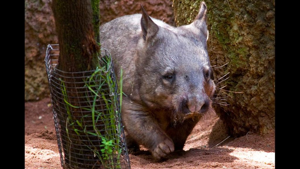 Wombat cute baby ugly animal