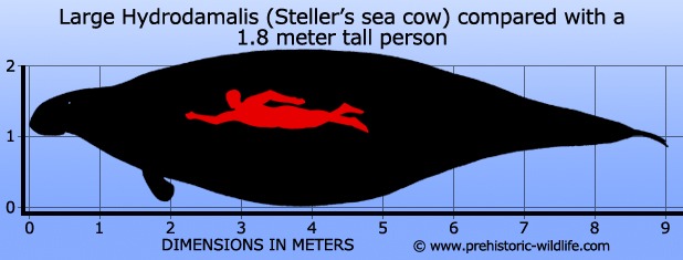 hydrodamalis stellers sea cow size