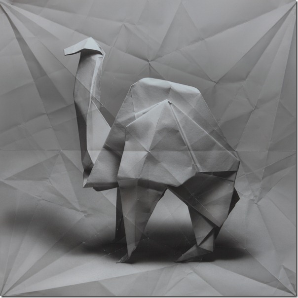 camel Marc Fichou