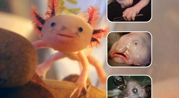 20 Animals So Ugly They're Cute