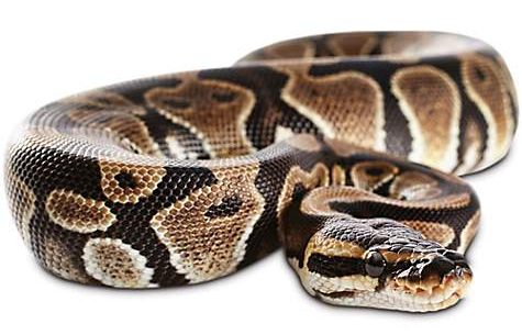 Ball Python