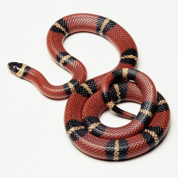 King snake - Gift Ideas for snake lovers