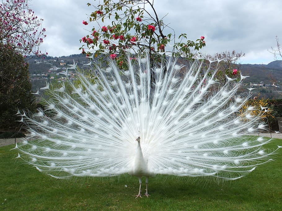 Albino white peacock beautiful birds