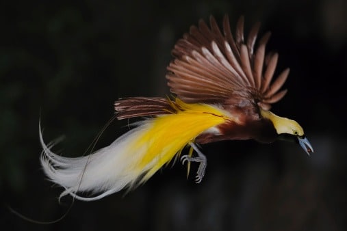 Beautiful Greater Bird of Paradise