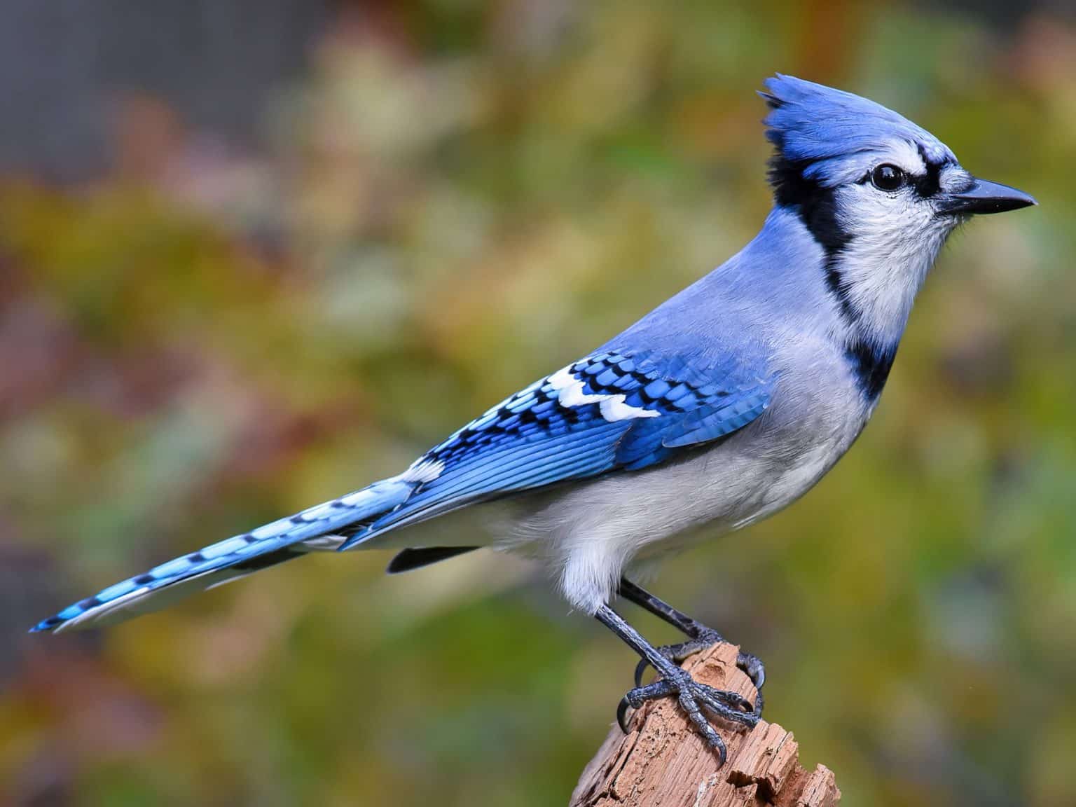 10 of the Most Beautiful Birds on Planet Earth