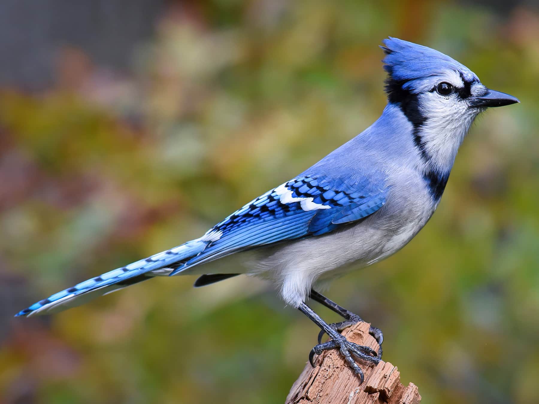 Blue Jay beautiful bird