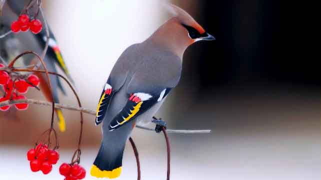Bohemian Waxwing beautiful birds