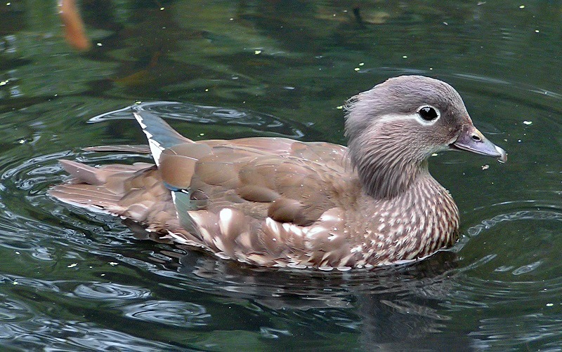 Female Mandarin Duck