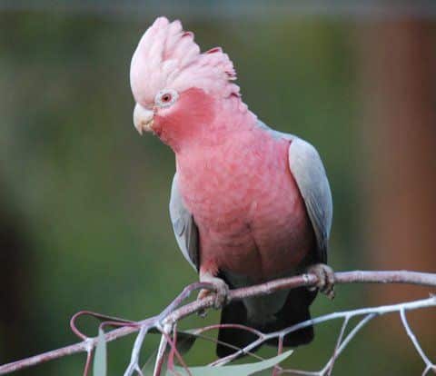 Galah Cockatoo beautiful birds