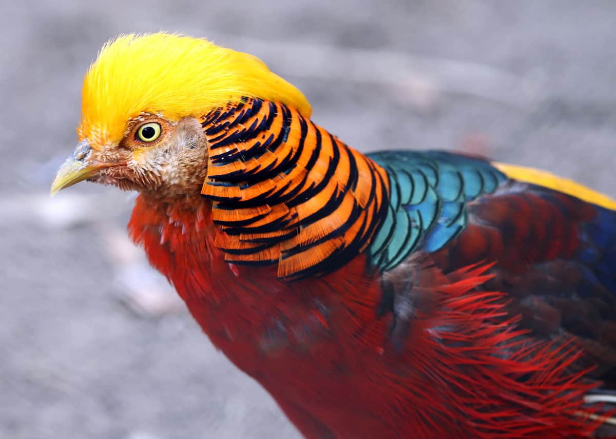 Golden Pheasant beautiful bird