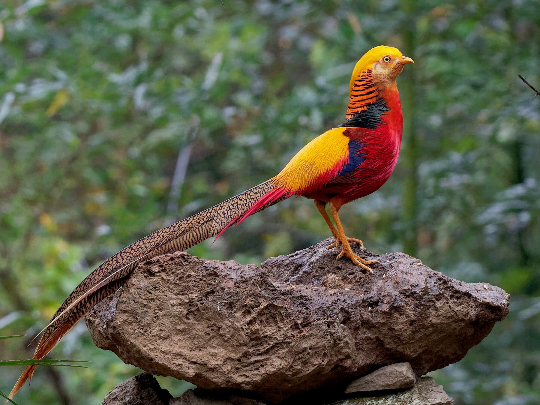 Golden Pheasant beautiful birds