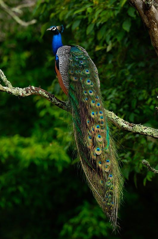 Indian Peacock Peafowl beautiful bird