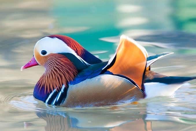 Mandarin Duck beautiful bird