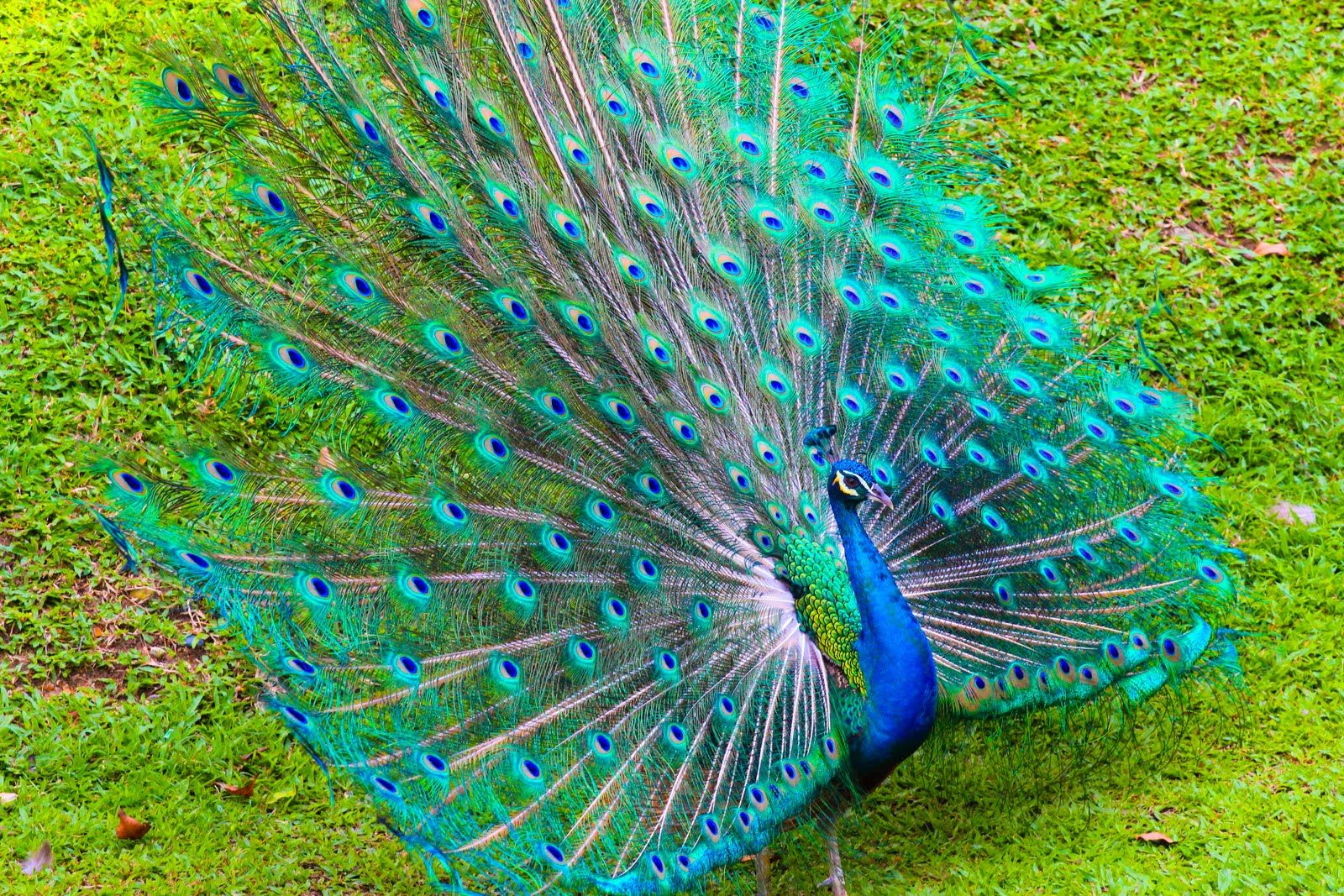 Peacock Peafowl beautiful birds