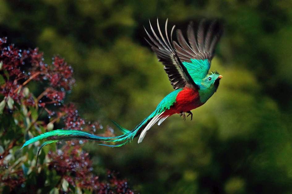 Resplendent Quetzal Beautiful Birds