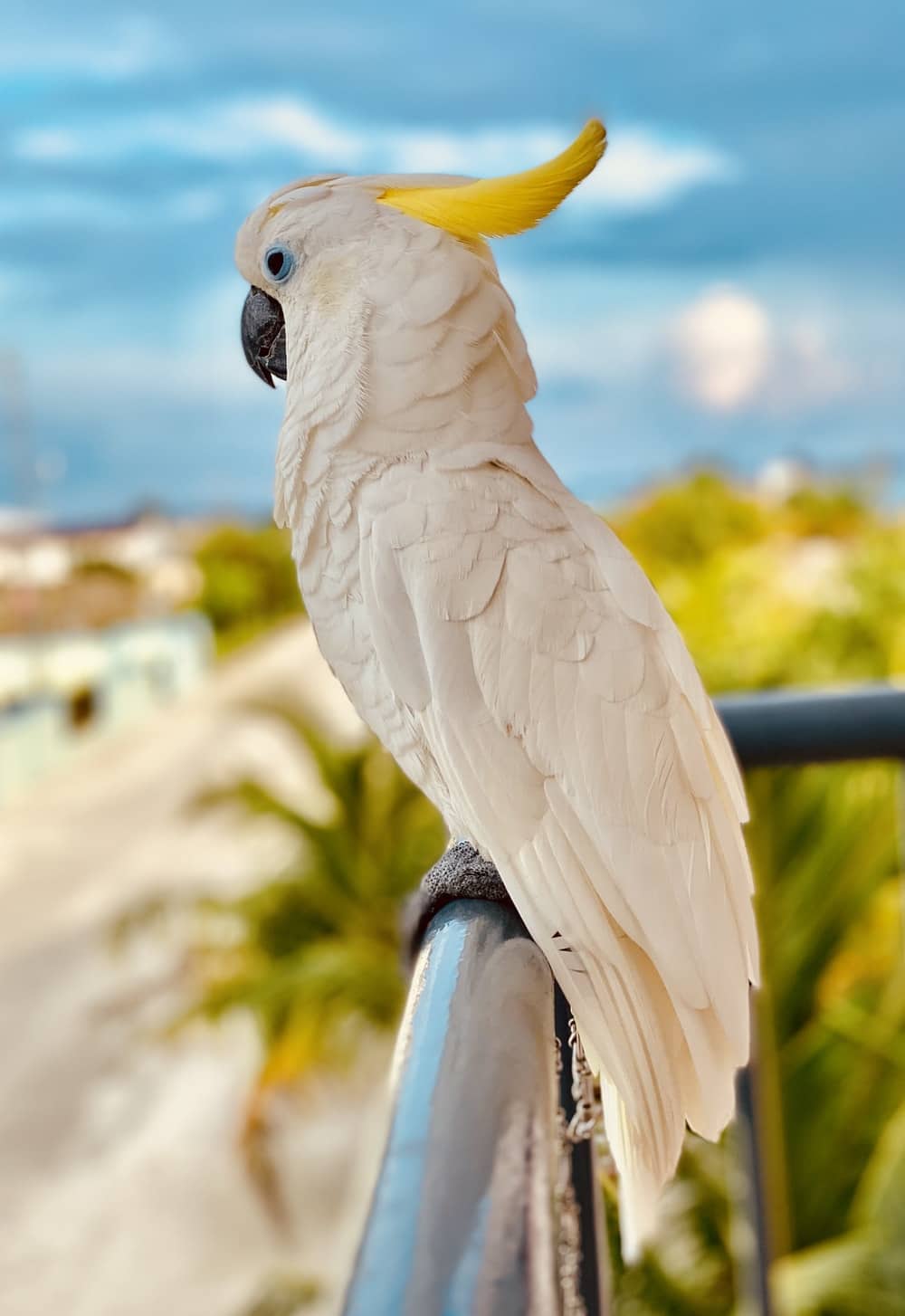 Sulphur crested Cockatoo