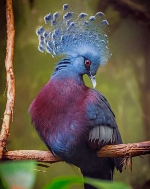 Victoria Crowned Pigeon beautiful birds