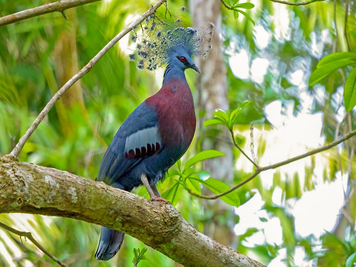Victoria Crowned Pigeon beautiful birds
