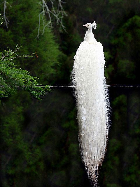 White Albino peacock