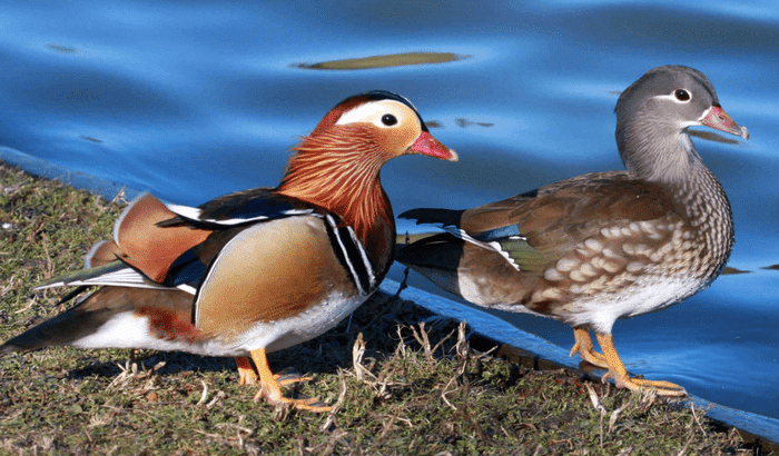 male Female Mandarin Duck