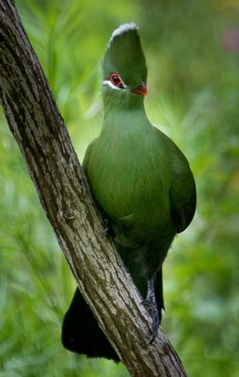 10 Remarkable Birds That Showcase Nature's Splendor