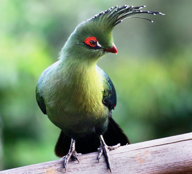turaco beautiful birds