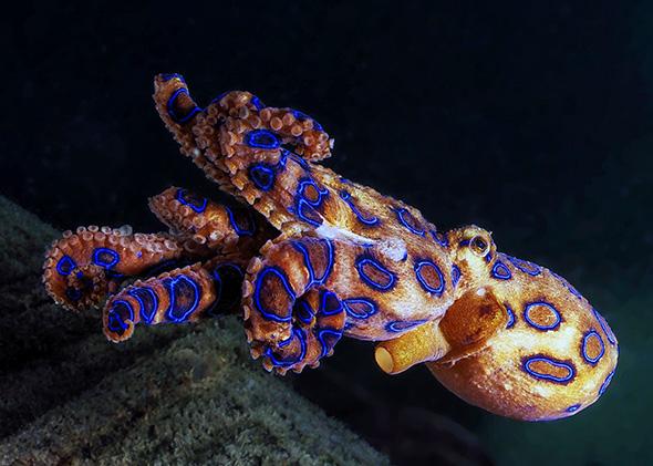 Blue-Ringed Octopus