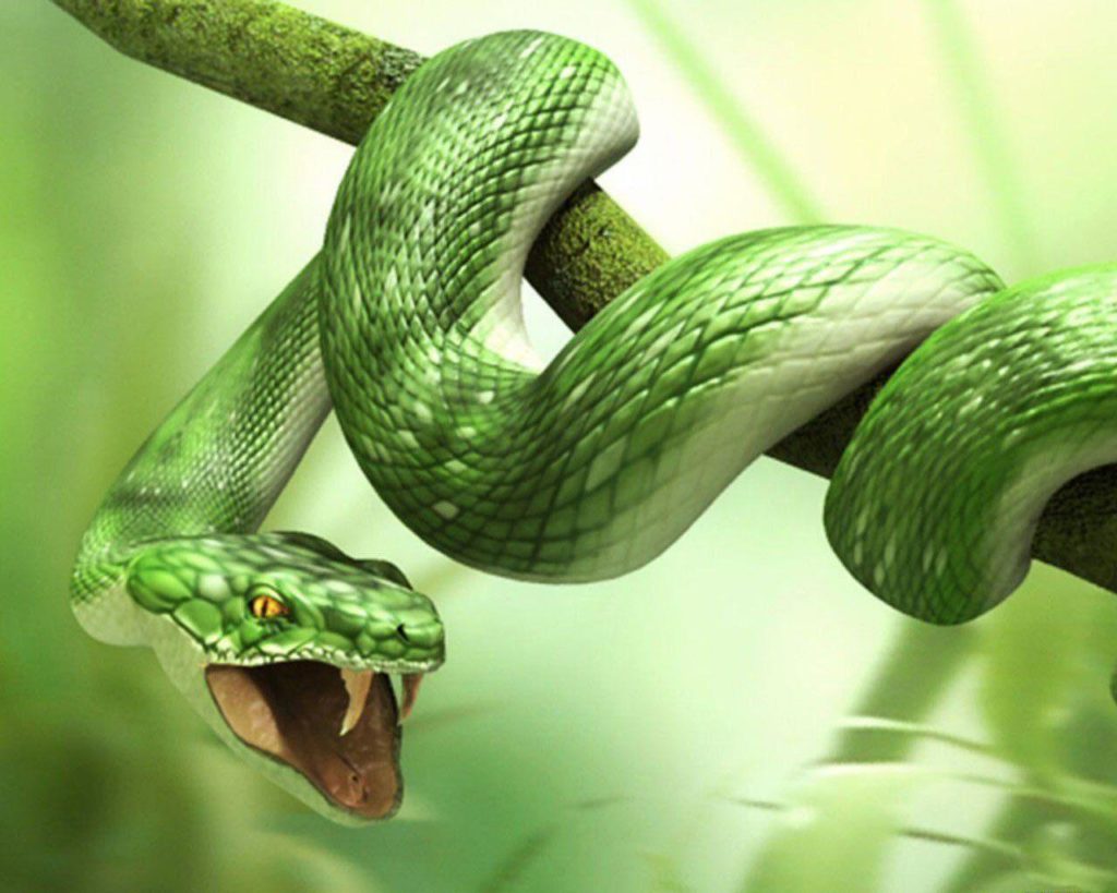 Deadly animals Green Boomslang on tree