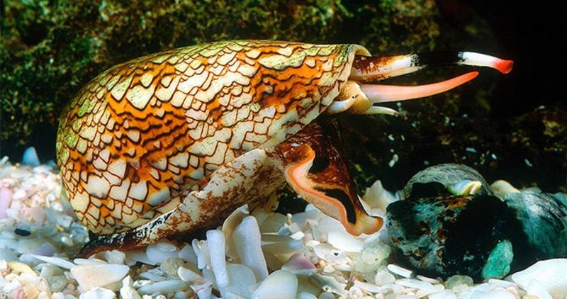 Deadly Animals Cone Snail