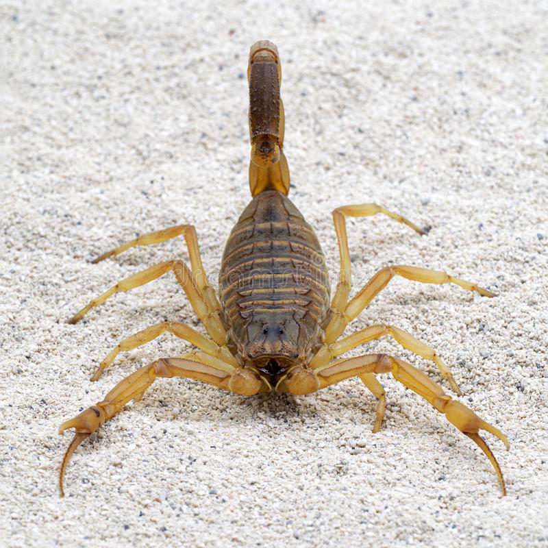 Deathstalker Scorpion deadly animal