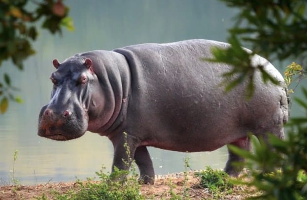 Deadly animals Hippopotamus standing