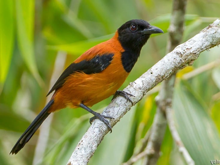 Hooded Pitohui sitting