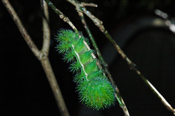 Lanomia Obliqua Assassin Caterpillar deadly animal
