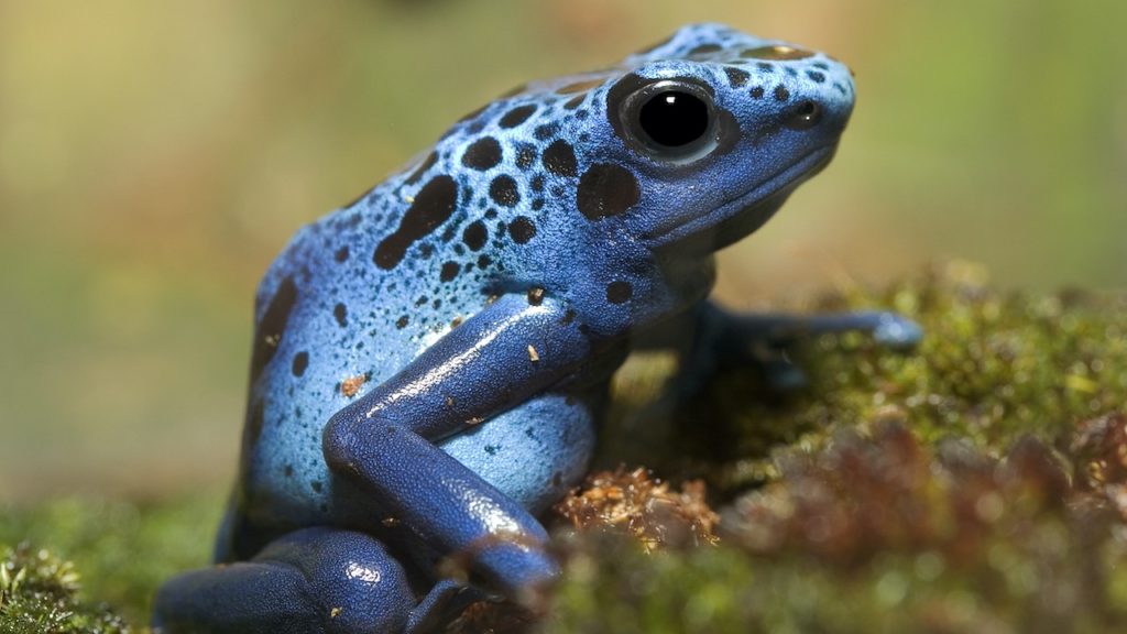 Black dotted blue Poison Dart Frog
